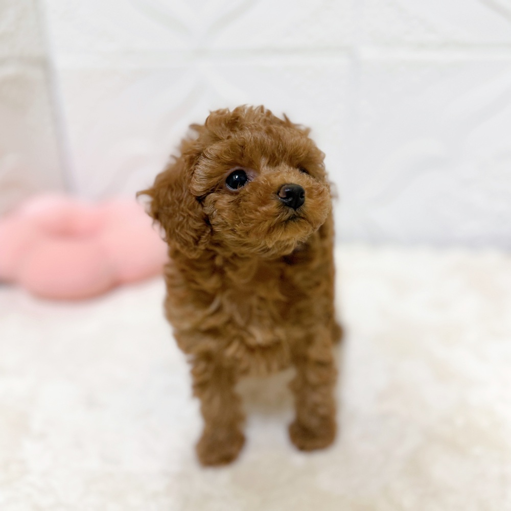 愛知県のトイプードル(トイ) (犬の家＆猫の里岡崎店/2026年4月8日生まれ/女の子/レッドフォーン)の子犬の3枚目の画像