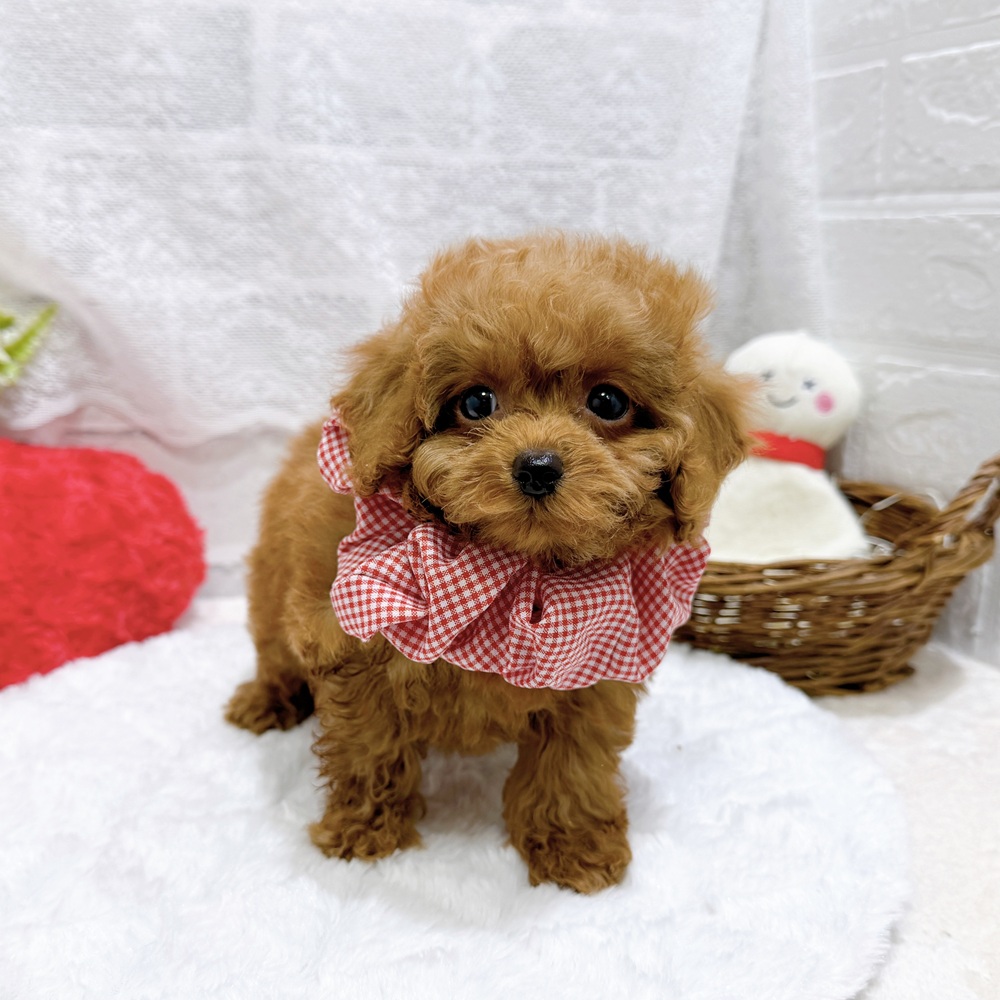 滋賀県のトイプードル(トイ) (犬の家＆猫の里長浜店/2026年4月3日生まれ/女の子/レッドフォーン)の子犬の3枚目の画像