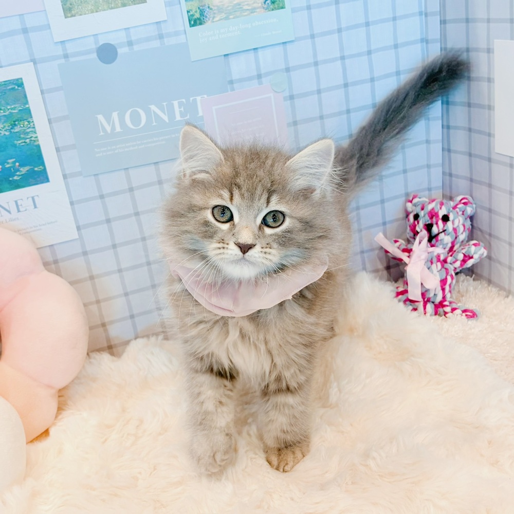福井県のサイベリアン (犬の家＆猫の里福井店/2026年4月2日生まれ/女の子/ブルークラシックタビー)の子猫の3枚目の画像