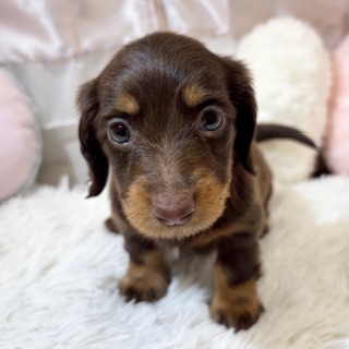 兵庫県のミニチュアダックスフンド(ロング) (犬の家＆猫の里カナート西神戸店/2026年4月8日生まれ/女の子/ブラウンタン)の子犬の3枚目の画像