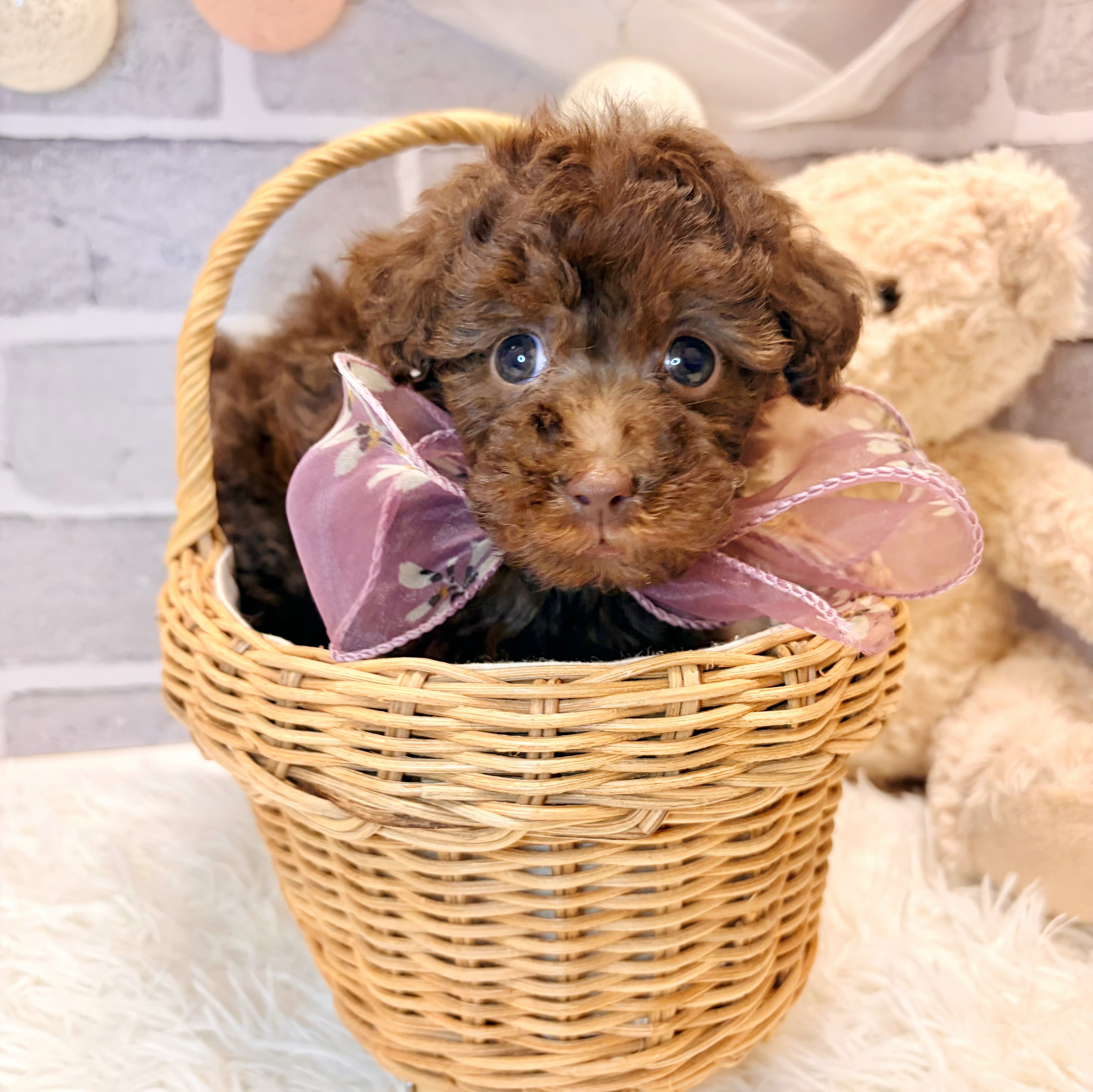 兵庫県のトイプードル(トイ) (犬の家＆猫の里神戸店/2026年4月8日生まれ/女の子/ブラウン)の子犬の3枚目の画像