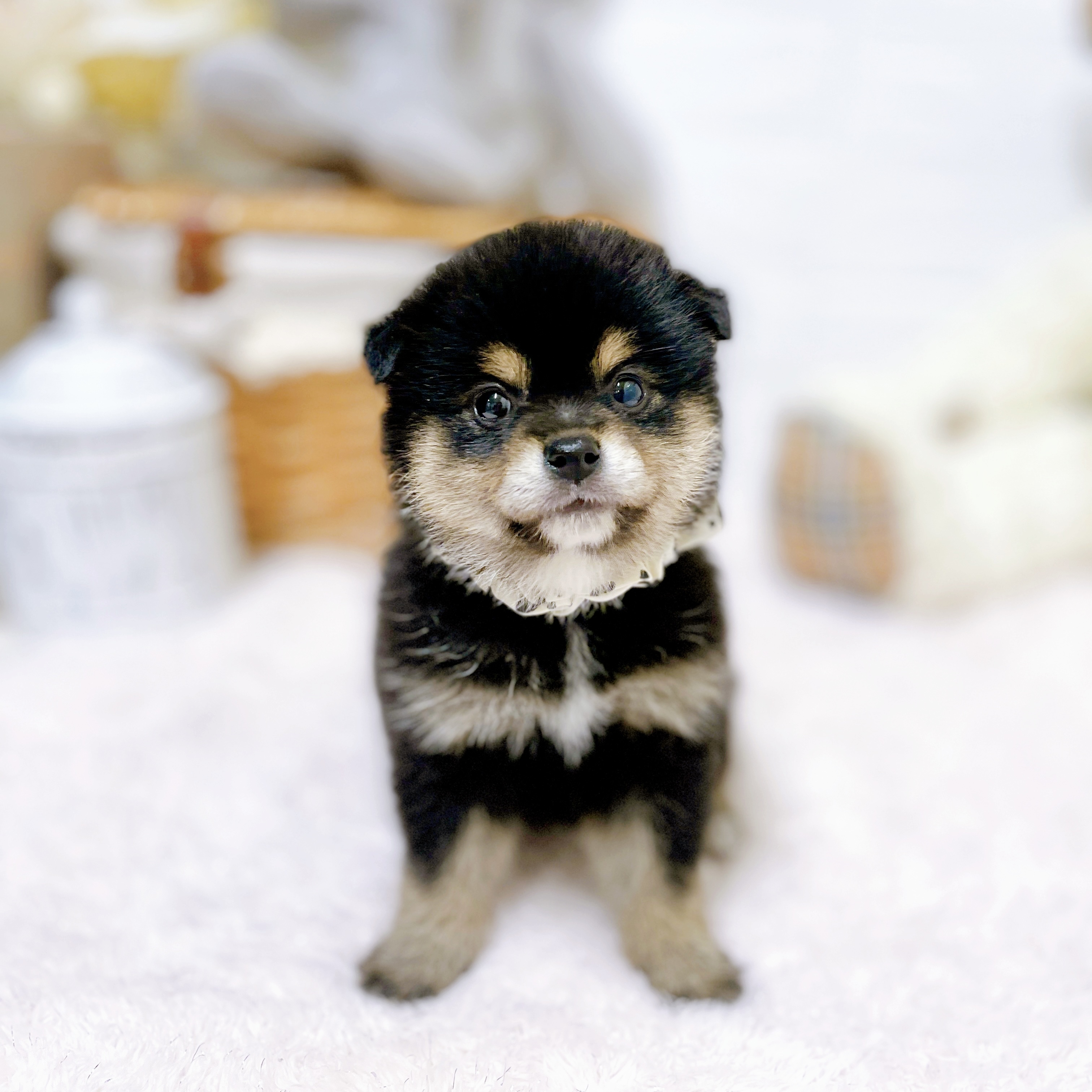 滋賀県のポメ柴/豆ポメ/ポメ豆柴(ポメラニアン×柴犬) (犬の家＆猫の里近江八幡店/2026年4月9日生まれ/女の子/ブラックタン)の子犬の3枚目の画像