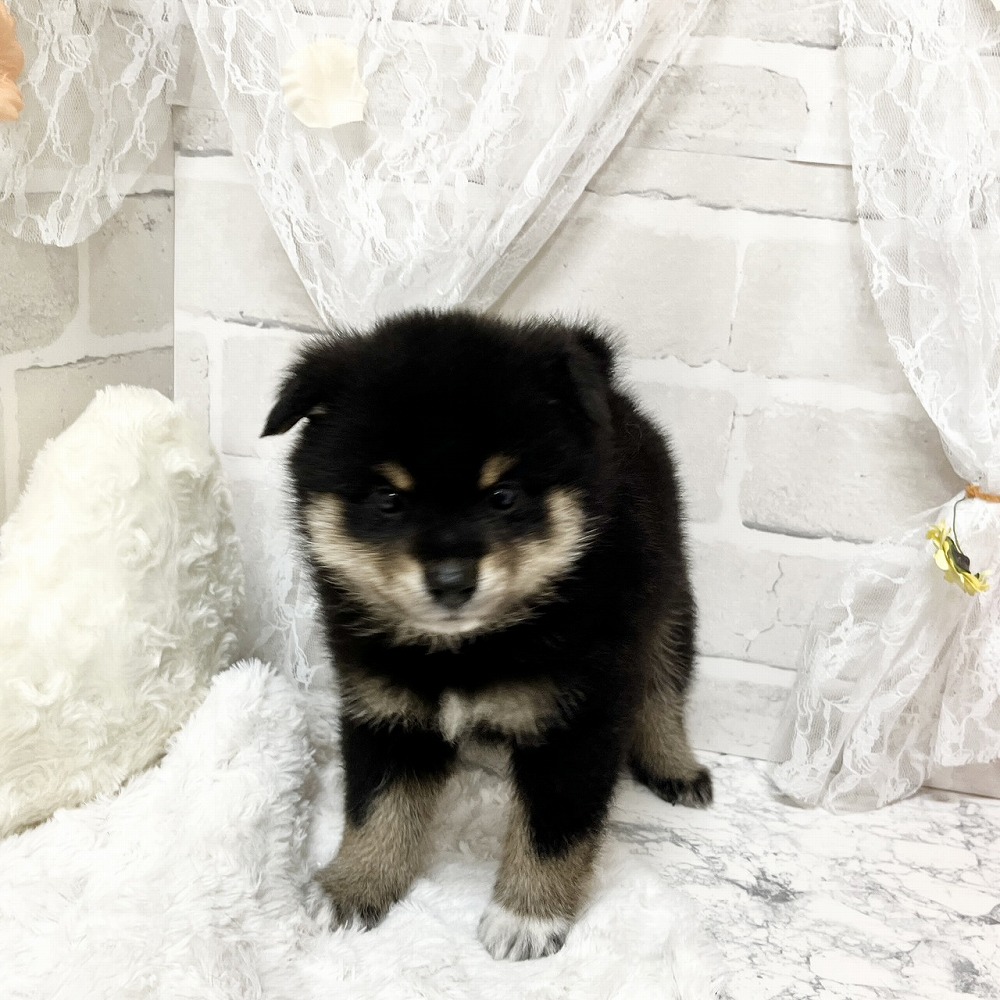京都府のポメ柴/豆ポメ/ポメ豆柴(ポメラニアン×柴犬) (犬の家＆猫の里京都精華店/2026年4月9日生まれ/男の子/ブラックタン)の子犬の3枚目の画像