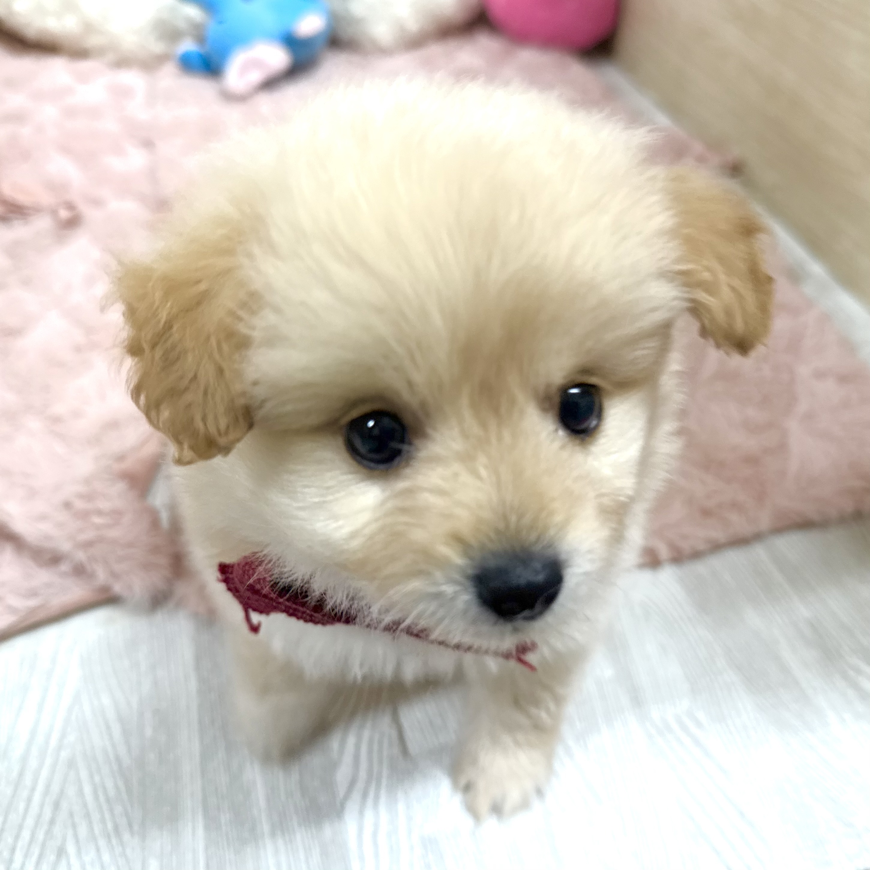 大阪府のポメプー(ポメラニアン×プードル) (犬の家＆猫の里そよら東岸和田店/2026年4月3日生まれ/女の子/クリーム)の子犬の3枚目の画像