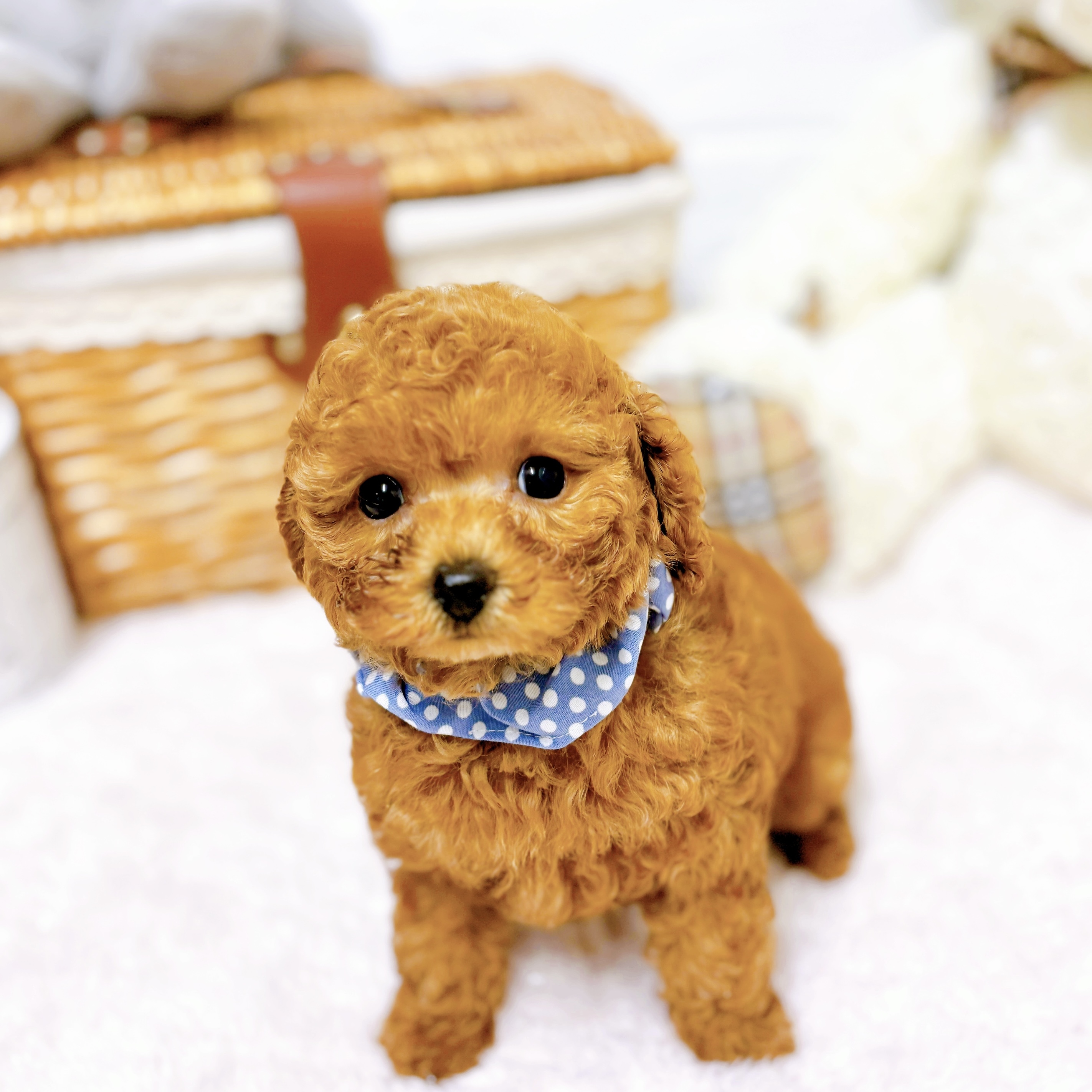 滋賀県のトイプードル(トイ) (犬の家＆猫の里近江八幡店/2026年4月7日生まれ/男の子/レッドフォーン)の子犬の3枚目の画像