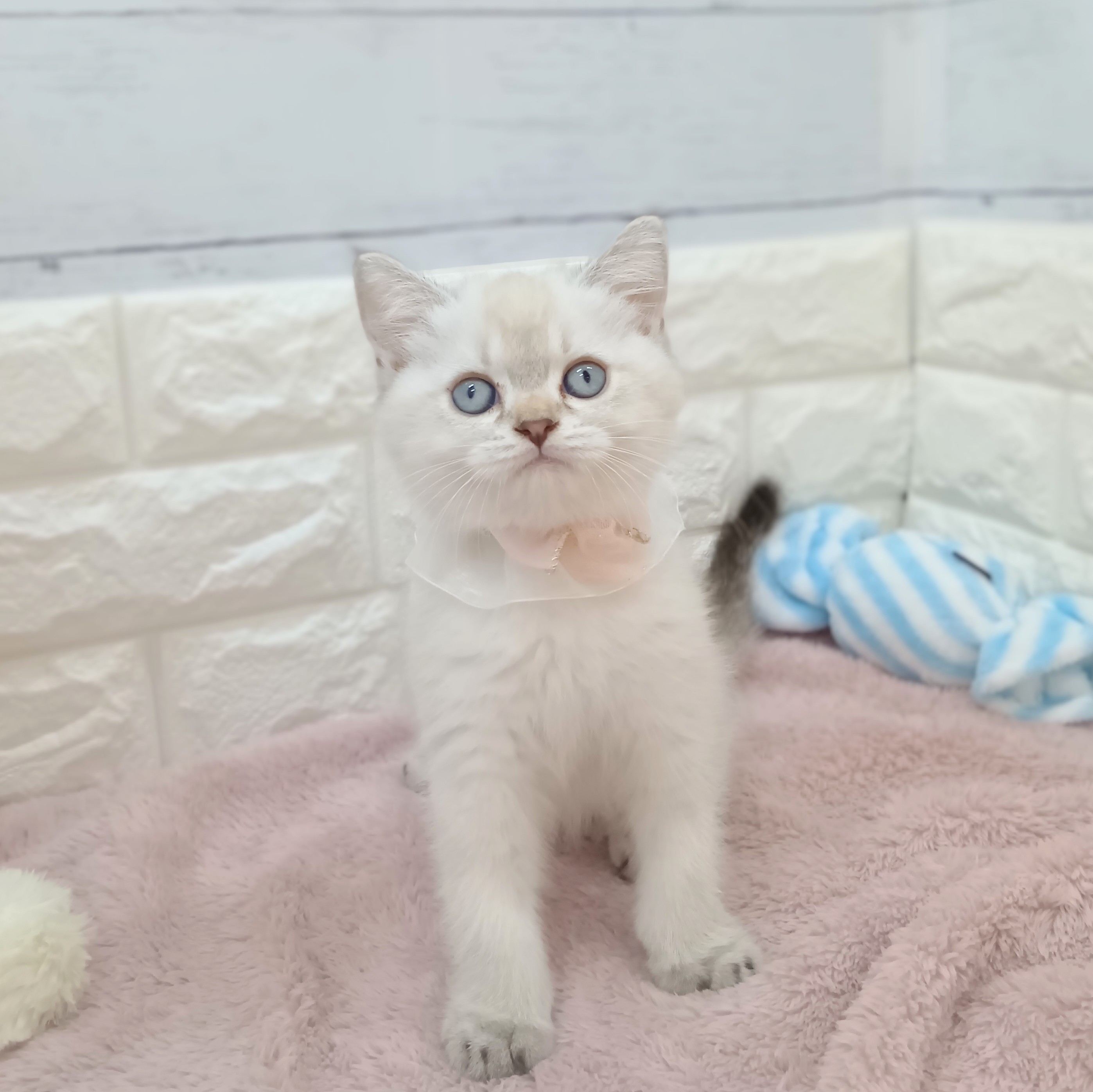 静岡県のブリティッシュショートヘアー (犬の家＆猫の里アミーゴ浜松和田店/2026年4月9日生まれ/女の子/シェーデットシルバー)の子猫の3枚目の画像