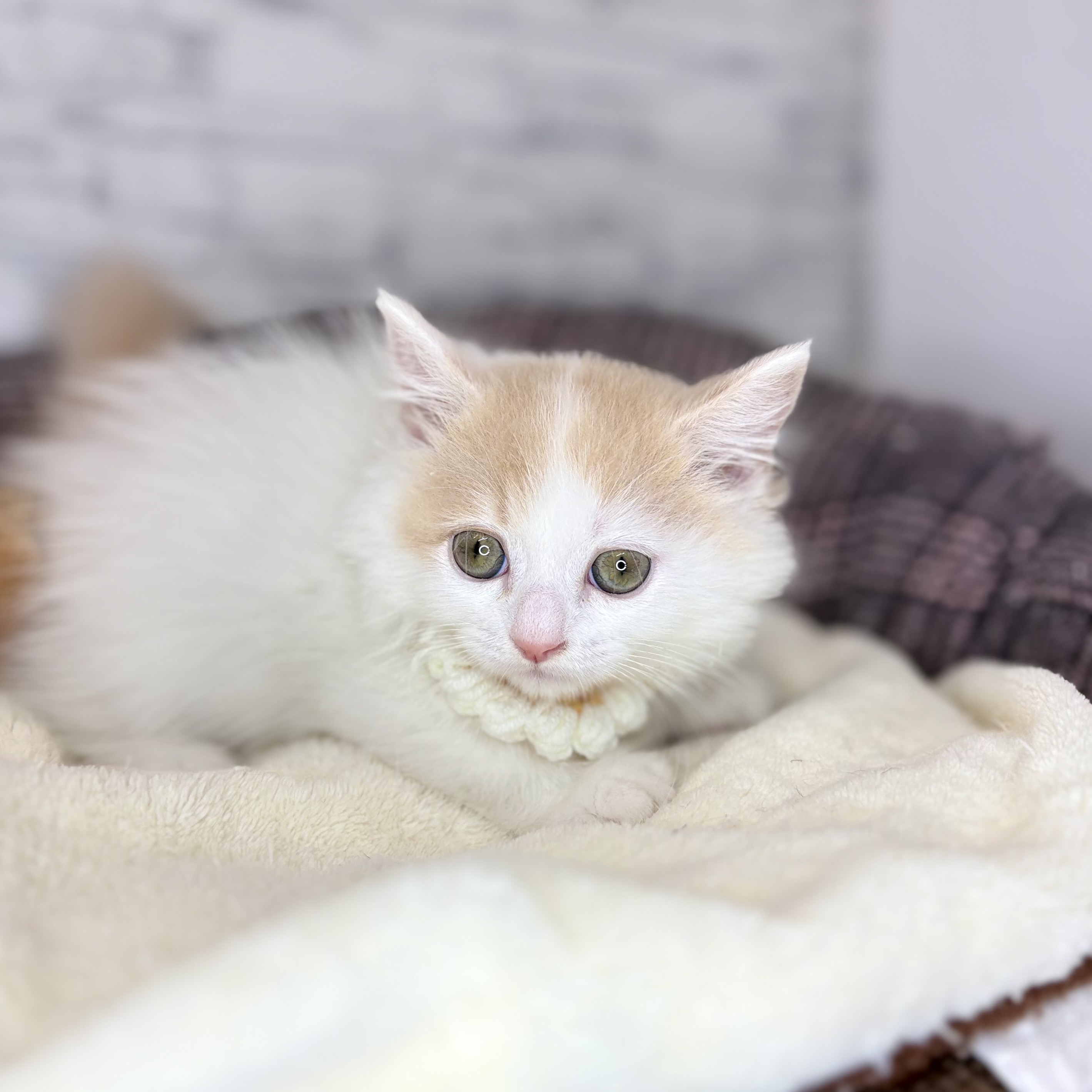 長野県のマンチカン (犬の家＆猫の里長野店/2026年4月2日生まれ/女の子/クリームタビーホワイト)の子猫の3枚目の画像