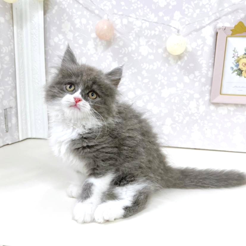 富山県のマンチカン (犬の家＆猫の里アミーゴ高岡蓮花寺店/2026年4月9日生まれ/男の子/ブルータビーホワイト)の子猫の3枚目の画像