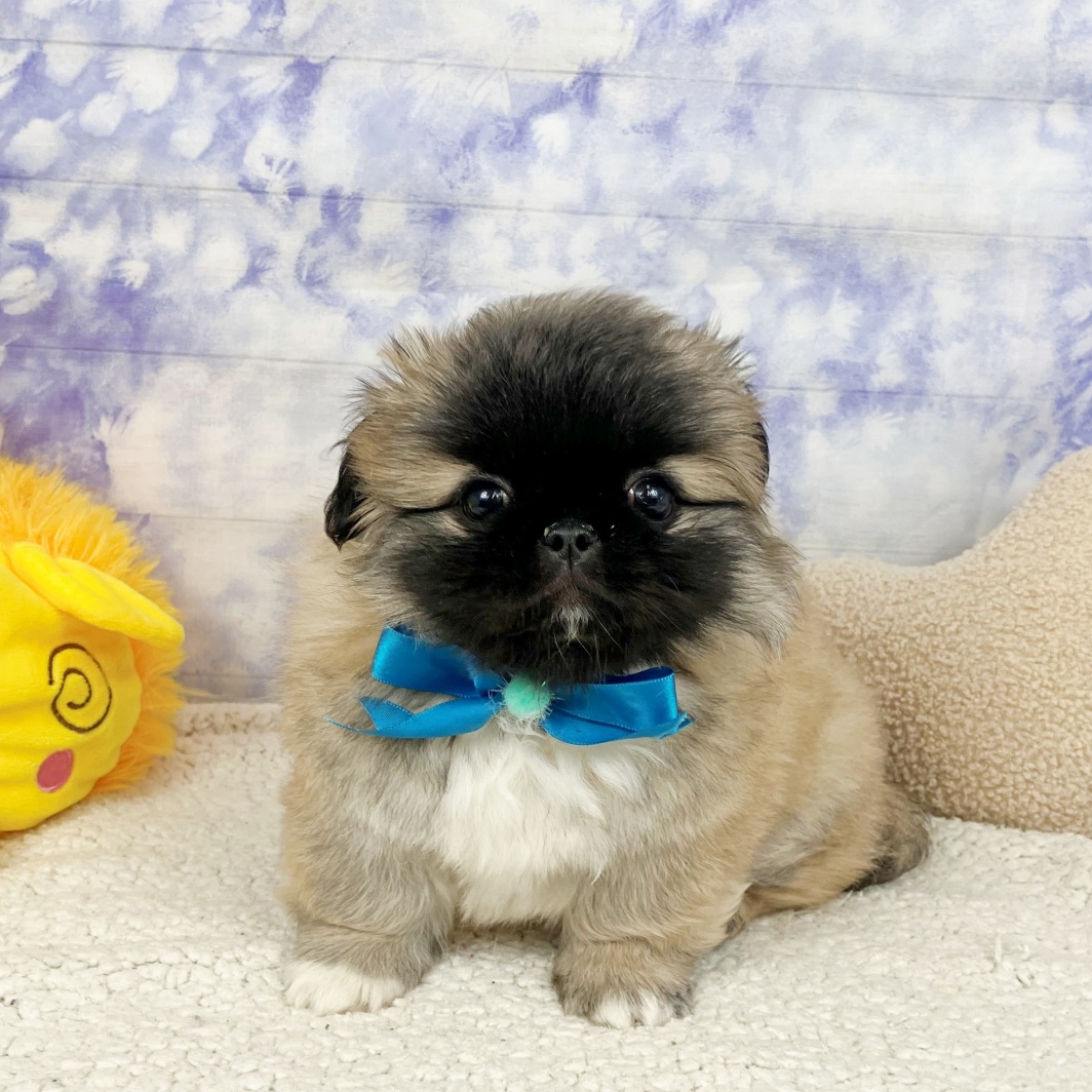 兵庫県のペキニーズ (犬の家＆猫の里川西店/2026年4月9日生まれ/男の子/フォーン)の子犬の3枚目の画像