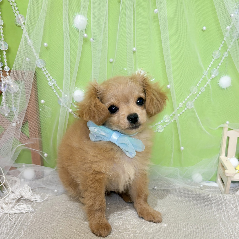 静岡県のチワプー/プーチー(チワワ×プードル) (犬の家＆猫の里富士店/2026年4月6日生まれ/男の子/アプリコット)の子犬の3枚目の画像