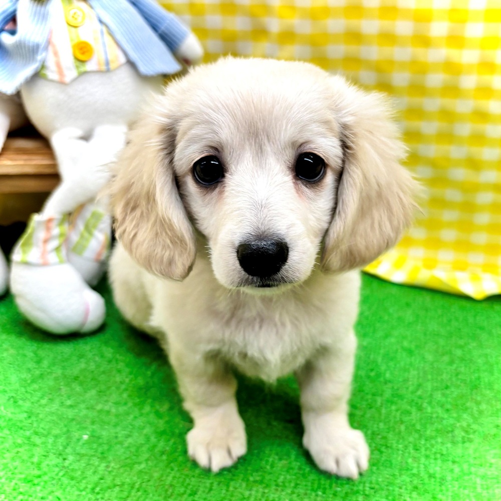 ハーフ犬女の子の写真