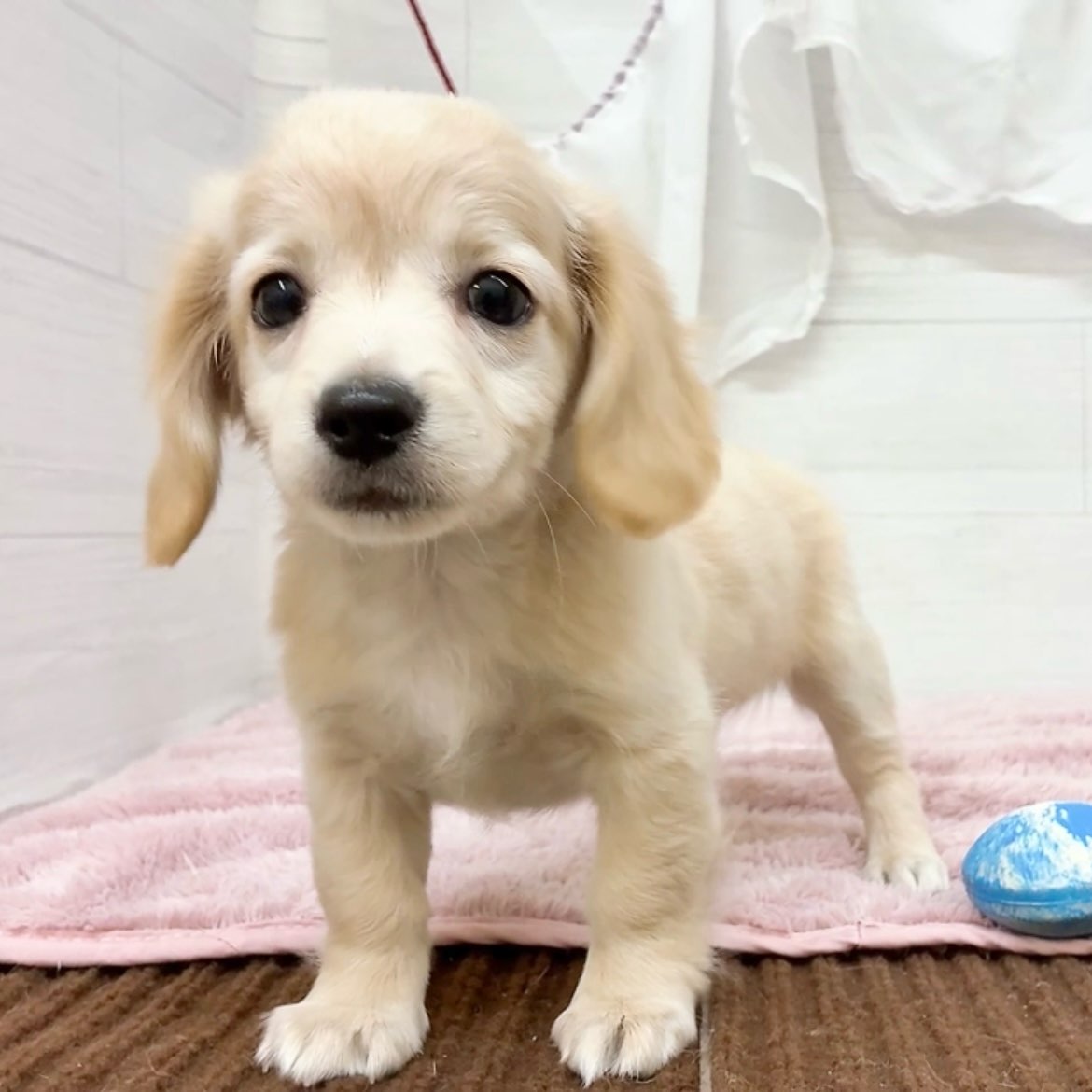 愛知県のチワックス(チワワ×ダックス) (犬の家＆猫の里碧南店/2026年4月7日生まれ/男の子/クリーム)の子犬の3枚目の画像