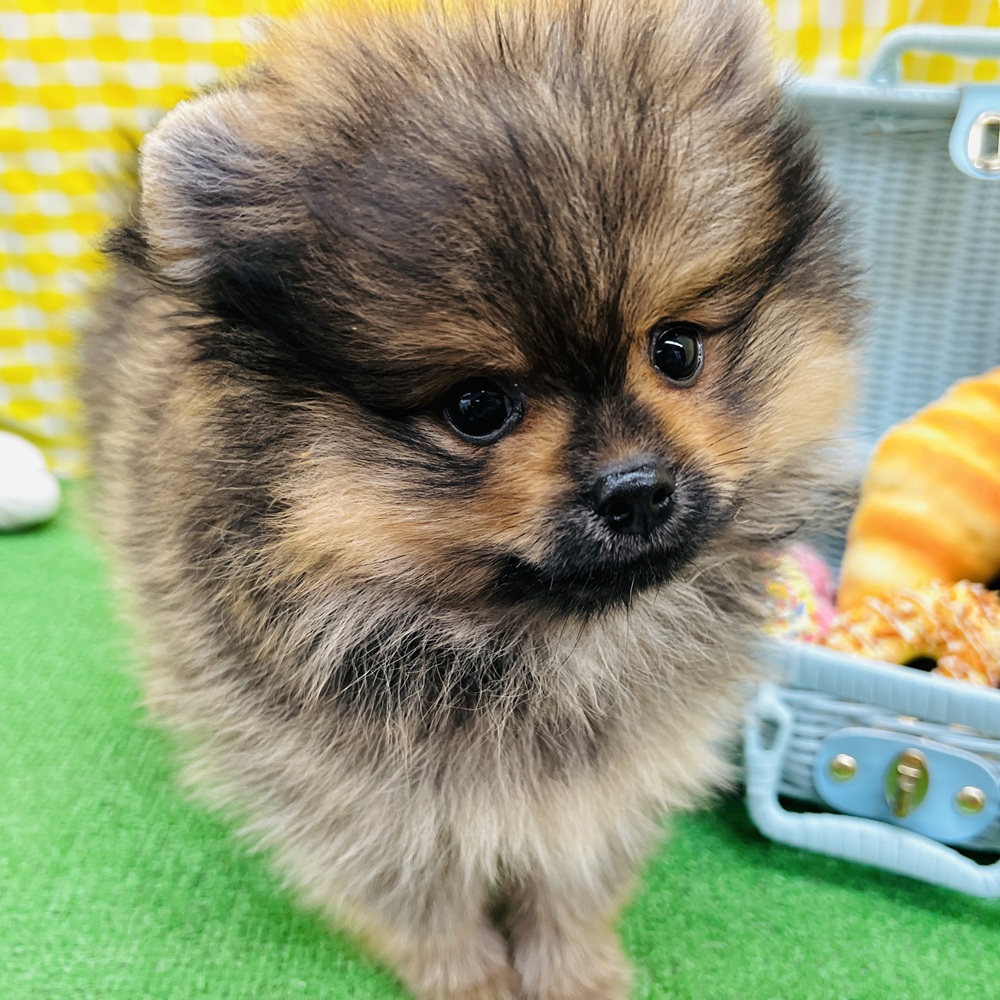 愛知県のポメラニアン (犬の家＆猫の里名古屋天白店/2026年4月12日生まれ/男の子/オレンジセーブル)の子犬の3枚目の画像