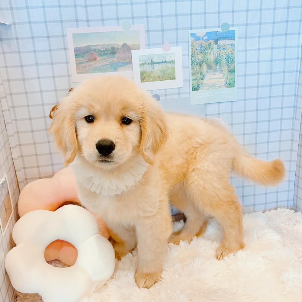 福井県のゴールデンレトリバー (犬の家＆猫の里福井店/2026年4月10日生まれ/女の子/ゴールデン)の子犬の3枚目の画像