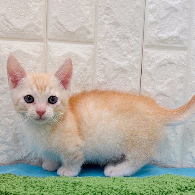 岡山県のマンチカン (犬の家＆猫の里倉敷店/2026年4月12日生まれ/男の子/レッドマッカレルタビーホワイト)の子猫の1枚目の画像