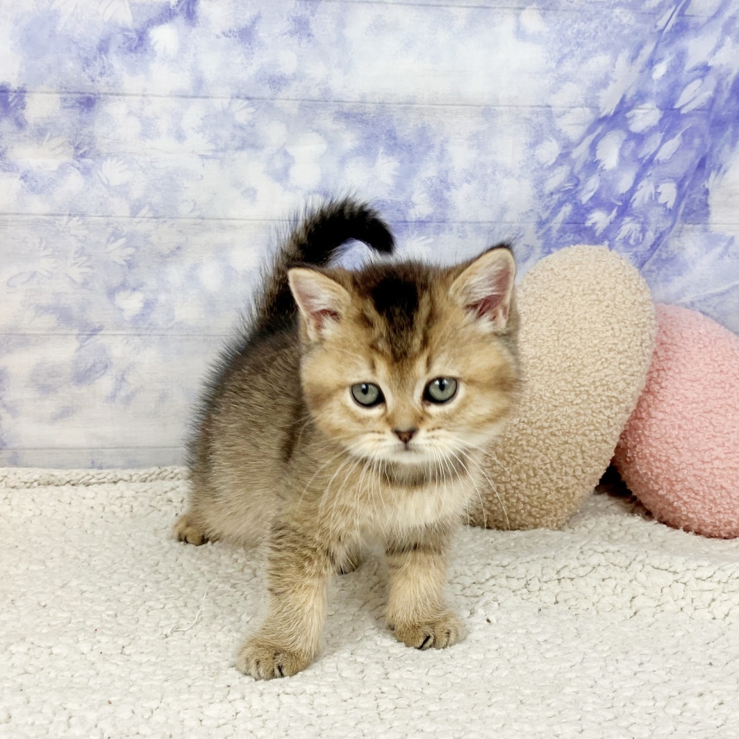 兵庫県のブリティッシュショートヘアー (犬の家＆猫の里川西店/2026年4月11日生まれ/女の子/シェーデットゴールデン)の子猫の3枚目の画像