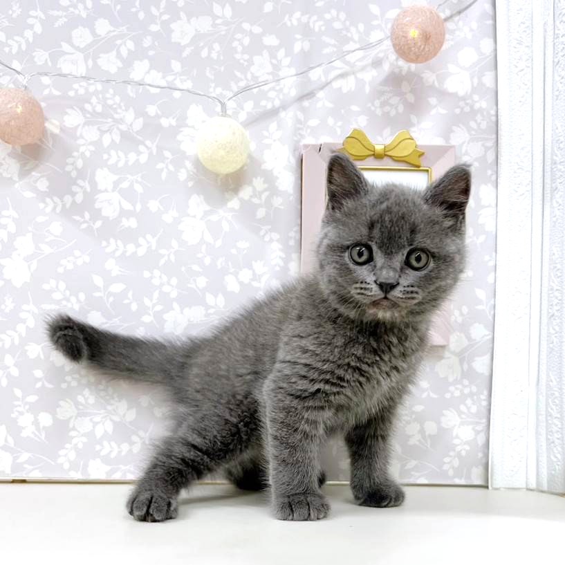 富山県のブリティッシュショートヘアー (犬の家＆猫の里アミーゴ高岡蓮花寺店/2026年4月12日生まれ/男の子/ブルー)の子猫の3枚目の画像