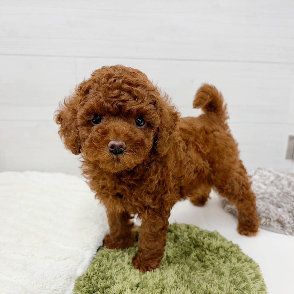 石川県のトイプードル(トイ) (犬の家＆猫の里アミーゴ金沢おこばた店/2026年4月11日生まれ/女の子/レッド)の子犬の3枚目の画像