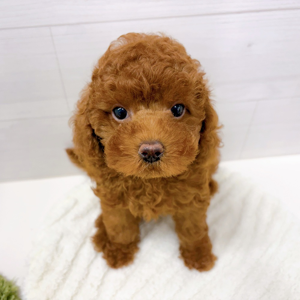 石川県のトイプードル(トイ) (犬の家＆猫の里アミーゴ金沢おこばた店/2026年4月11日生まれ/女の子/レッド)の子犬の3枚目の画像
