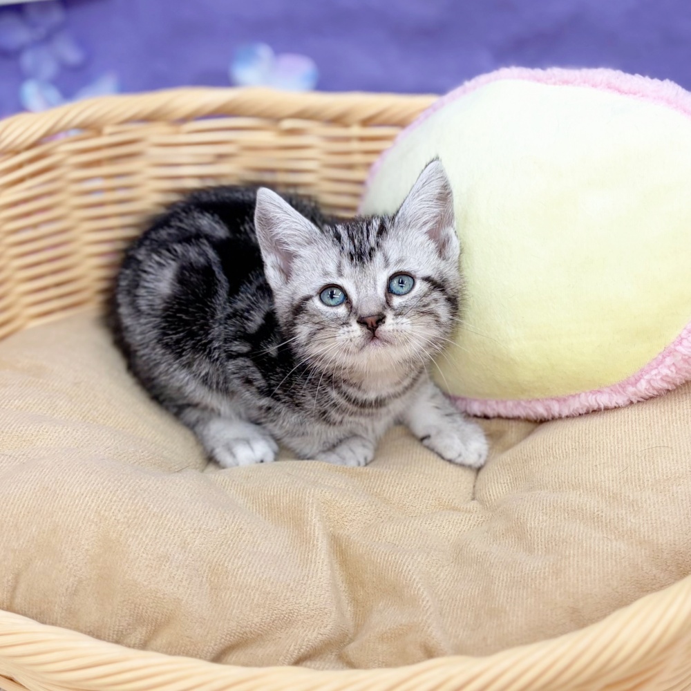 岐阜県のアメリカンショートヘアー (犬の家＆猫の里岐南店/2026年4月12日生まれ/男の子/シルバータビー)の子猫の3枚目の画像
