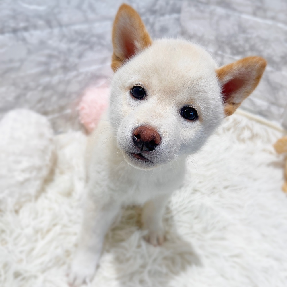 愛知県の柴犬(標準サイズ) (犬の家＆猫の里MiO香久山店/2026年4月12日生まれ/男の子/白)の子犬の3枚目の画像