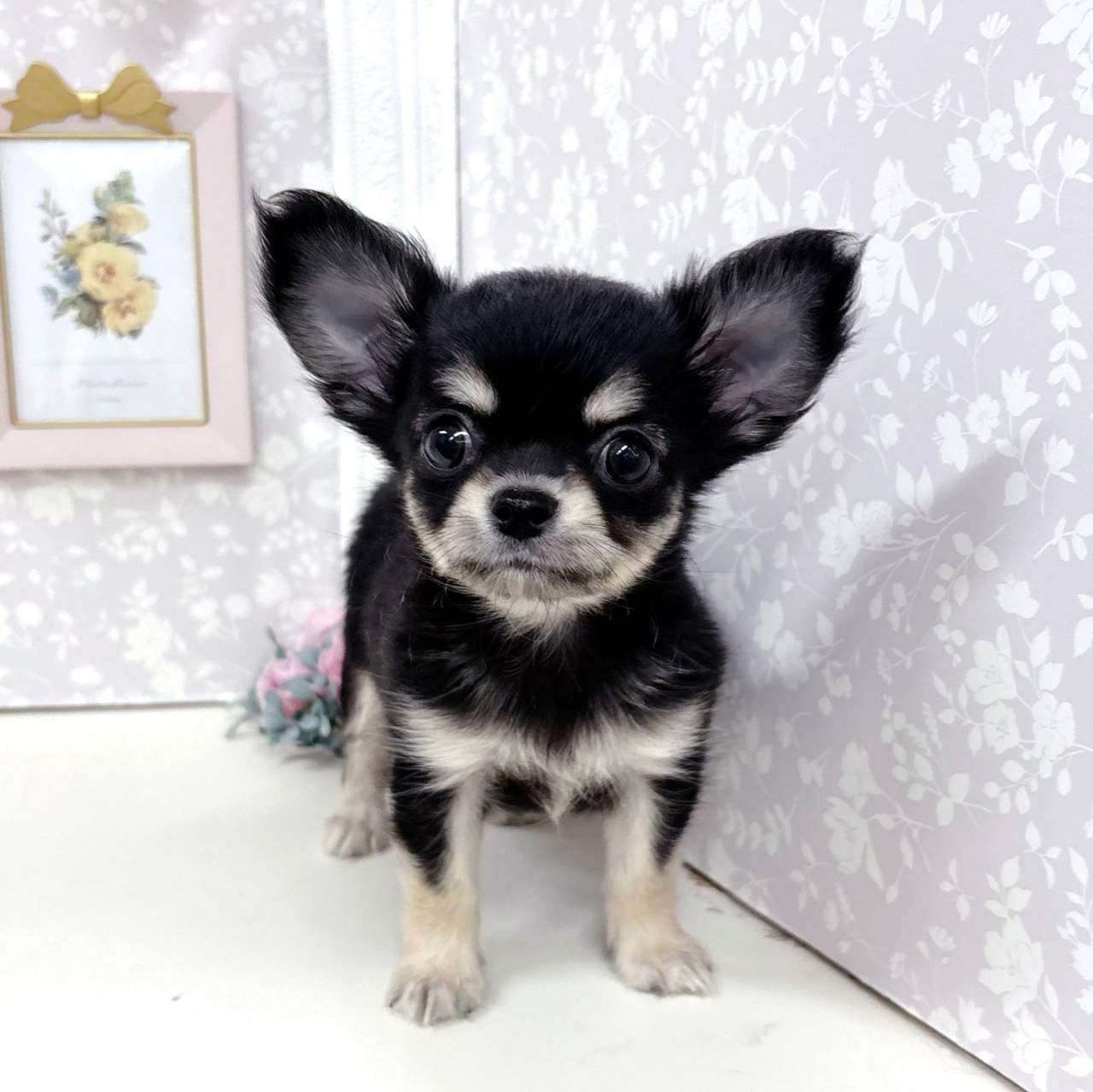 富山県のチワワ(ロング) (犬の家＆猫の里アミーゴ高岡蓮花寺店/2026年4月11日生まれ/女の子/ブラッククリーム)の子犬の3枚目の画像