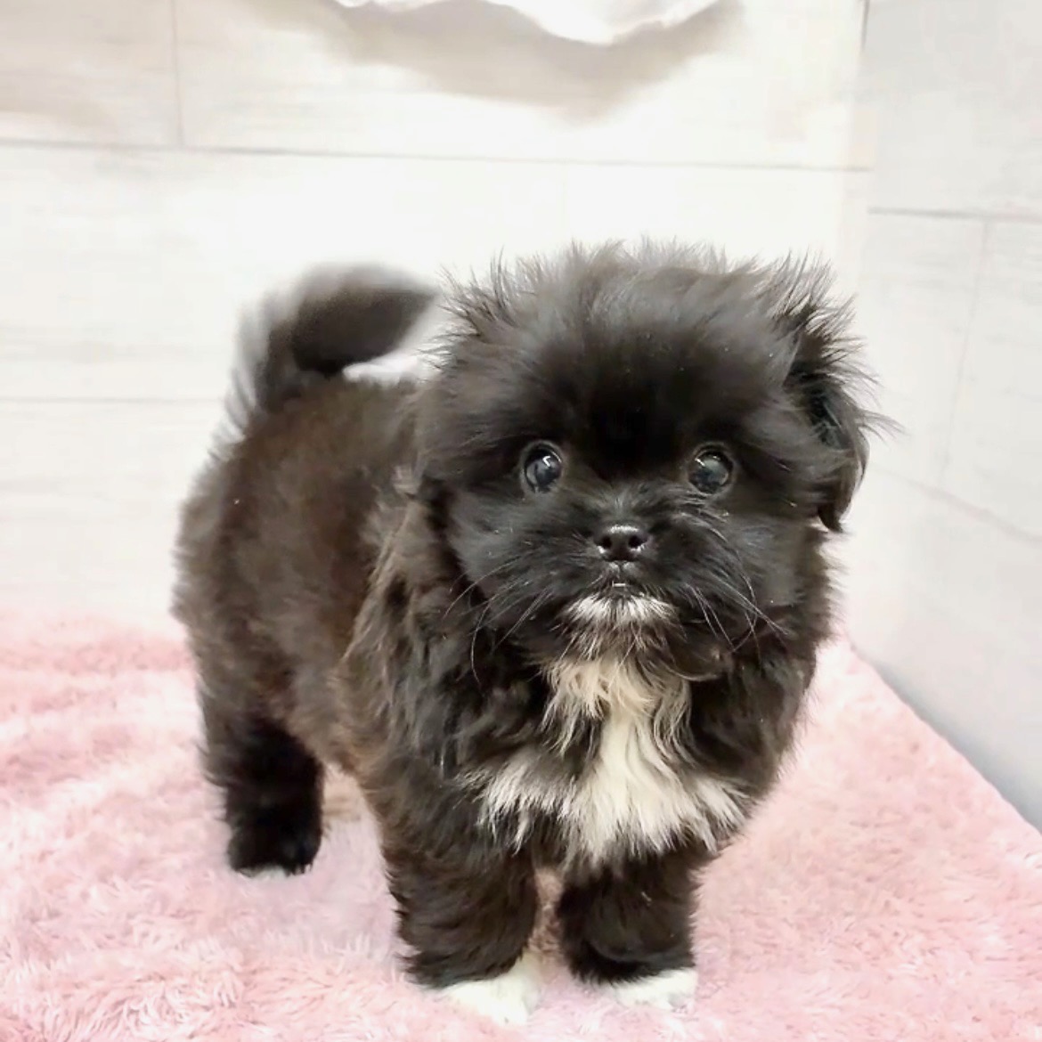 愛知県のポメズー/ポメシーズ(ポメラニアン×シーズー) (犬の家＆猫の里碧南店/2026年4月10日生まれ/女の子/ブラックホワイト)の子犬の3枚目の画像