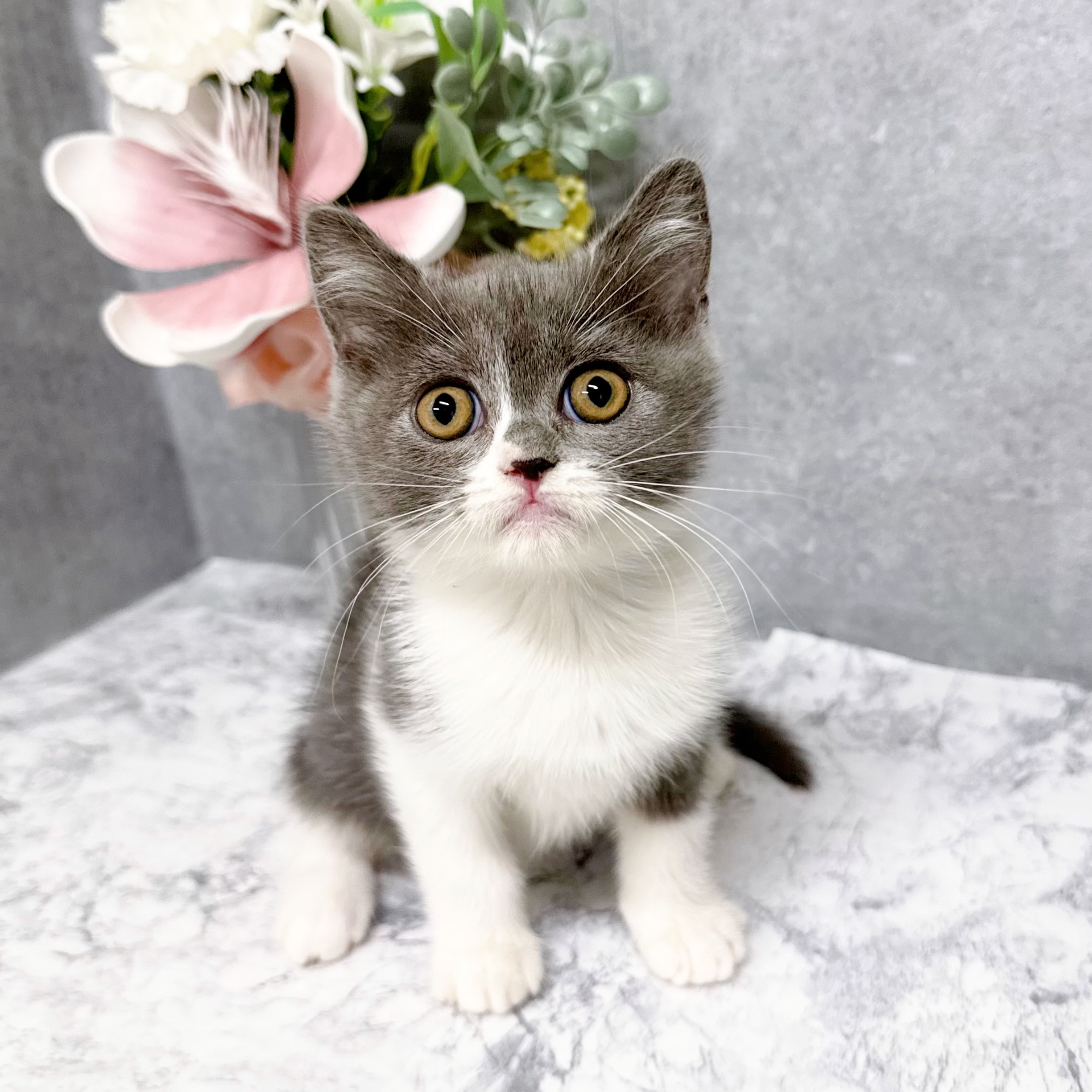 愛知県のブリティッシュショートヘアー (犬の家＆猫の里安城店/2026年4月9日生まれ/女の子/ブルーホワイト)の子猫の3枚目の画像