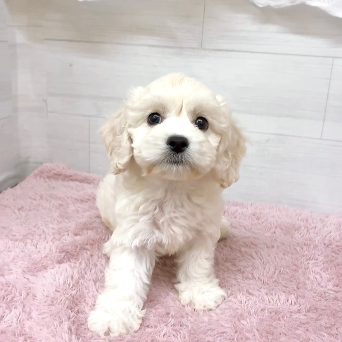 愛知県のハーフ犬・ミックス犬 (犬の家＆猫の里碧南店/2026年4月9日生まれ/女の子/クリームホワイト)の子犬の3枚目の画像