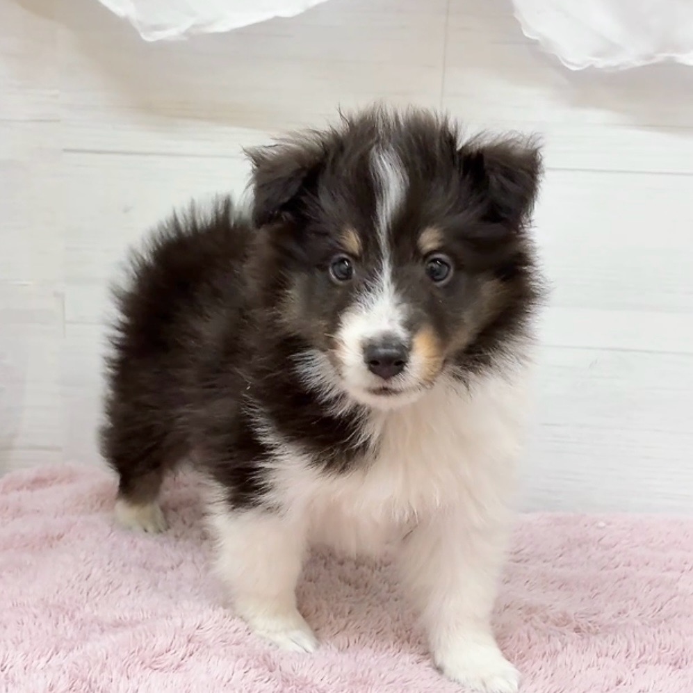 愛知県のシェットランドシープドッグ (犬の家＆猫の里碧南店/2026年4月12日生まれ/男の子/ブラックホワイトタン)の子犬の3枚目の画像