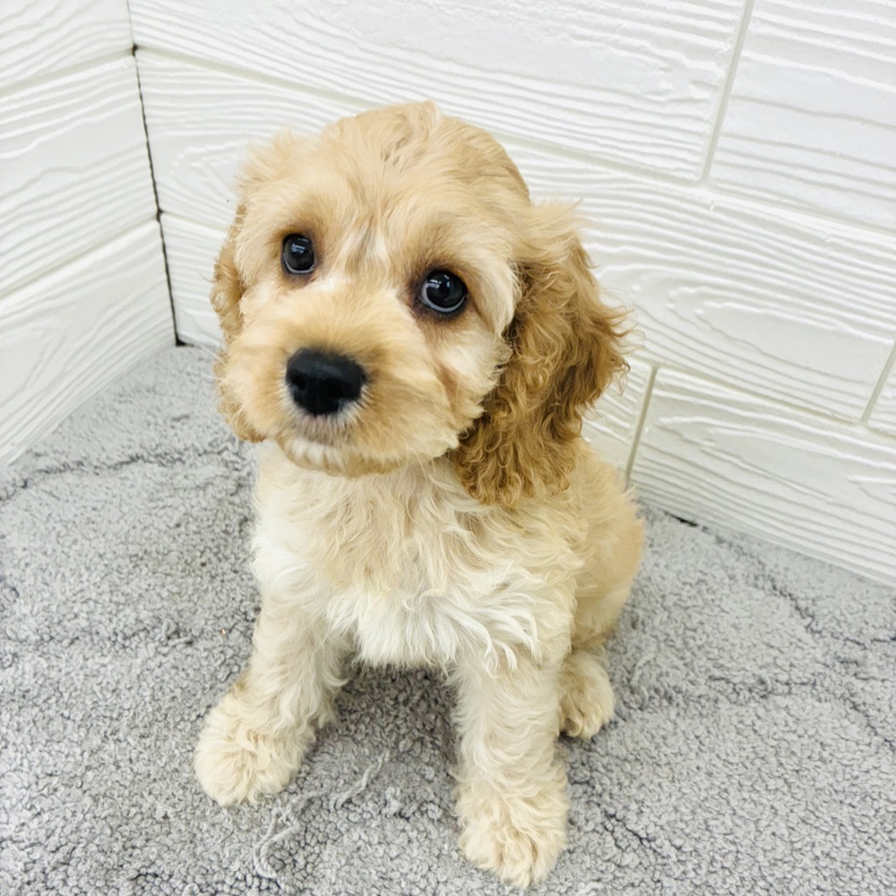 愛知県のコッカプー(アメリカンコッカースパニエル×プードル) (犬の家＆猫の里七宝店/2026年4月10日生まれ/女の子/バフ)の子犬の3枚目の画像
