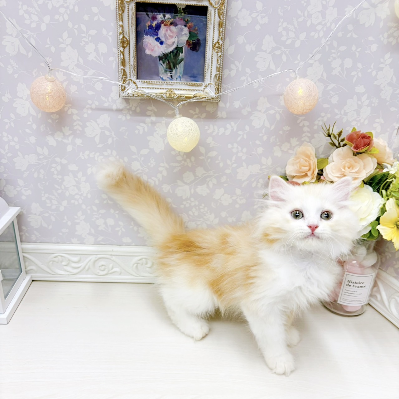 富山県のミヌエット (犬の家＆猫の里アミーゴ山室店/2026年4月11日生まれ/男の子/クリームタビーホワイト)の子猫の3枚目の画像