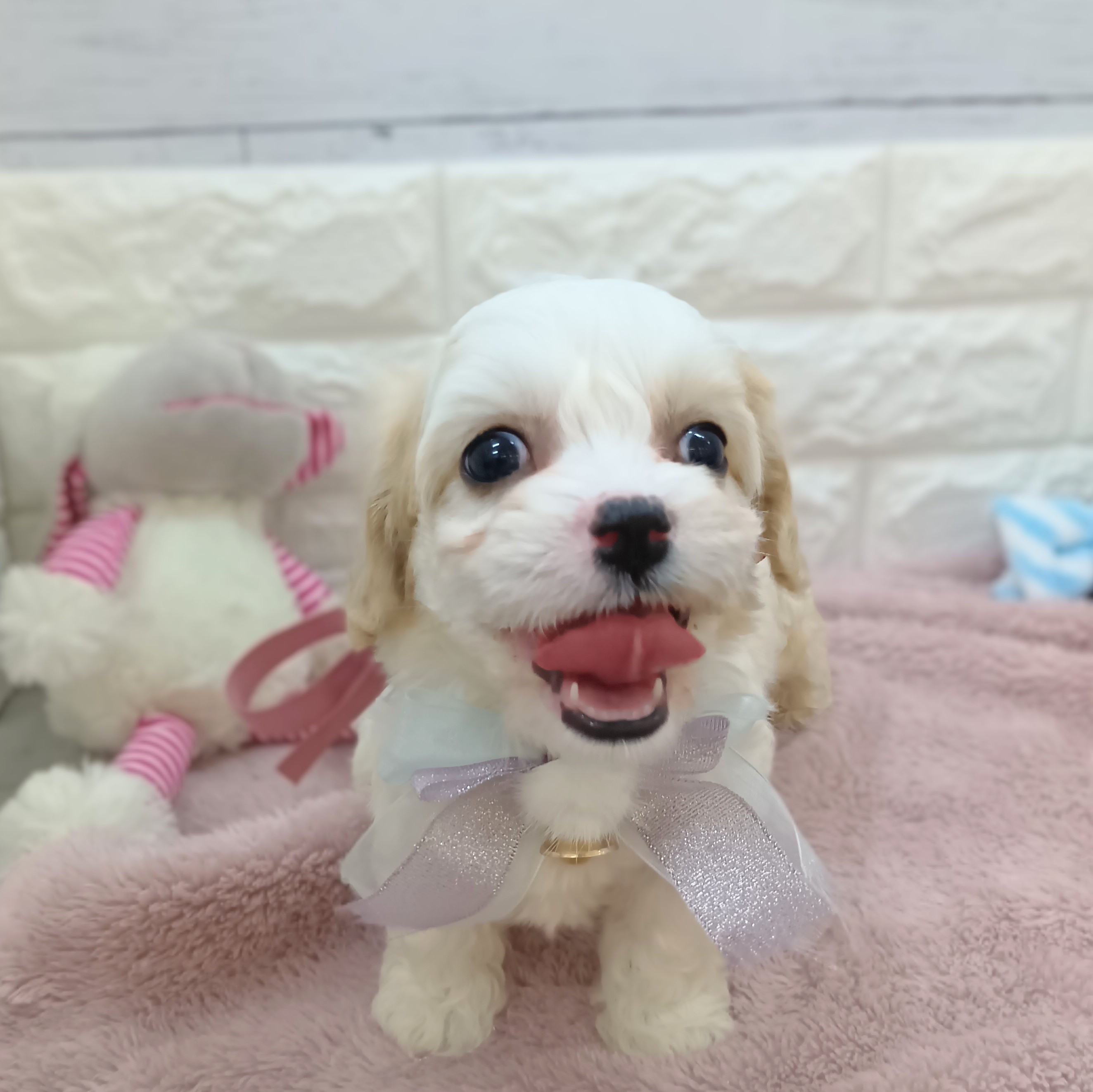 静岡県のハーフ犬・ミックス犬 (犬の家＆猫の里アミーゴ浜松和田店/2026年4月10日生まれ/女の子/ブレンハイム)の子犬の1枚目の画像