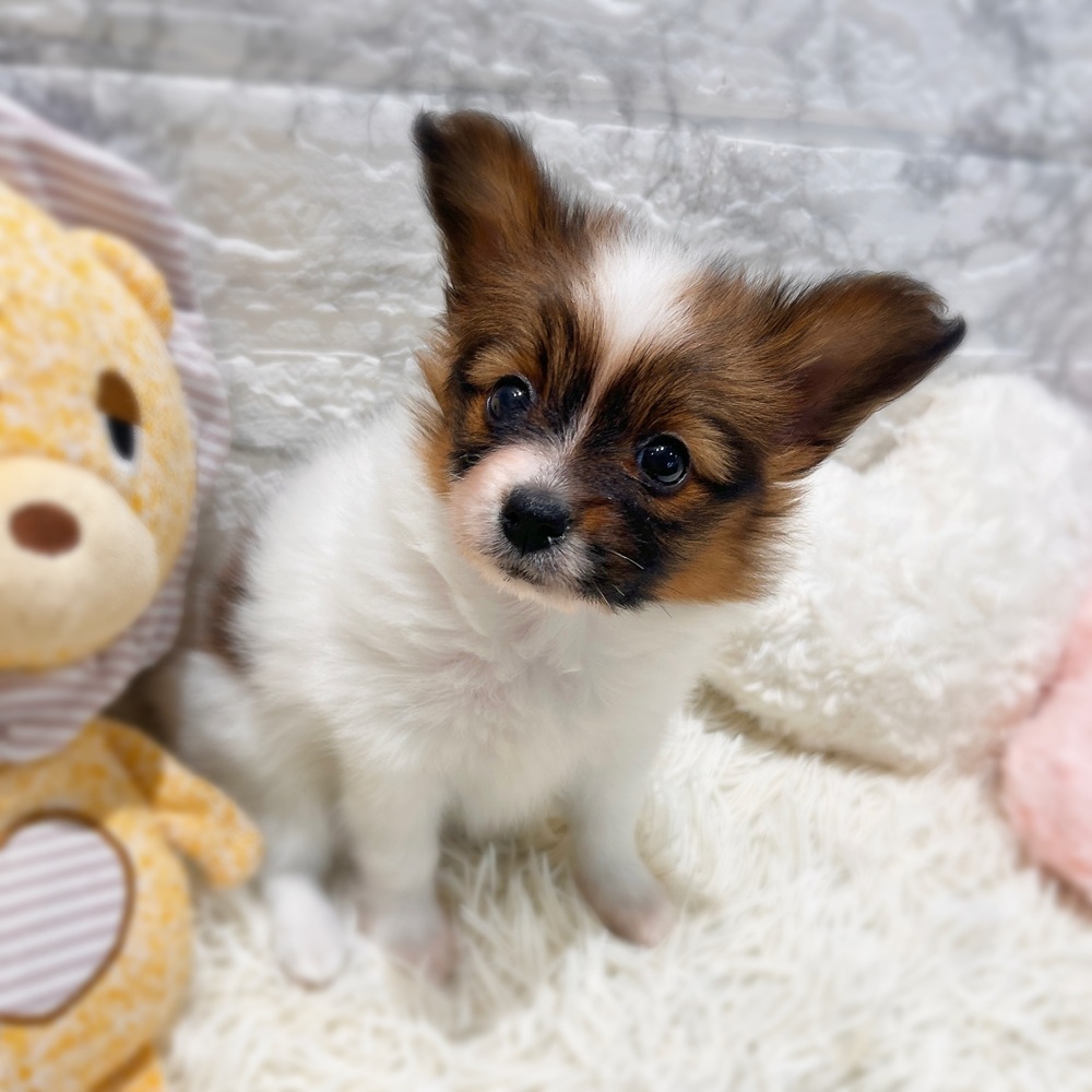 愛知県のパピヨン (犬の家＆猫の里MiO香久山店/2026年4月11日生まれ/女の子/ホワイトブラウン)の子犬の3枚目の画像