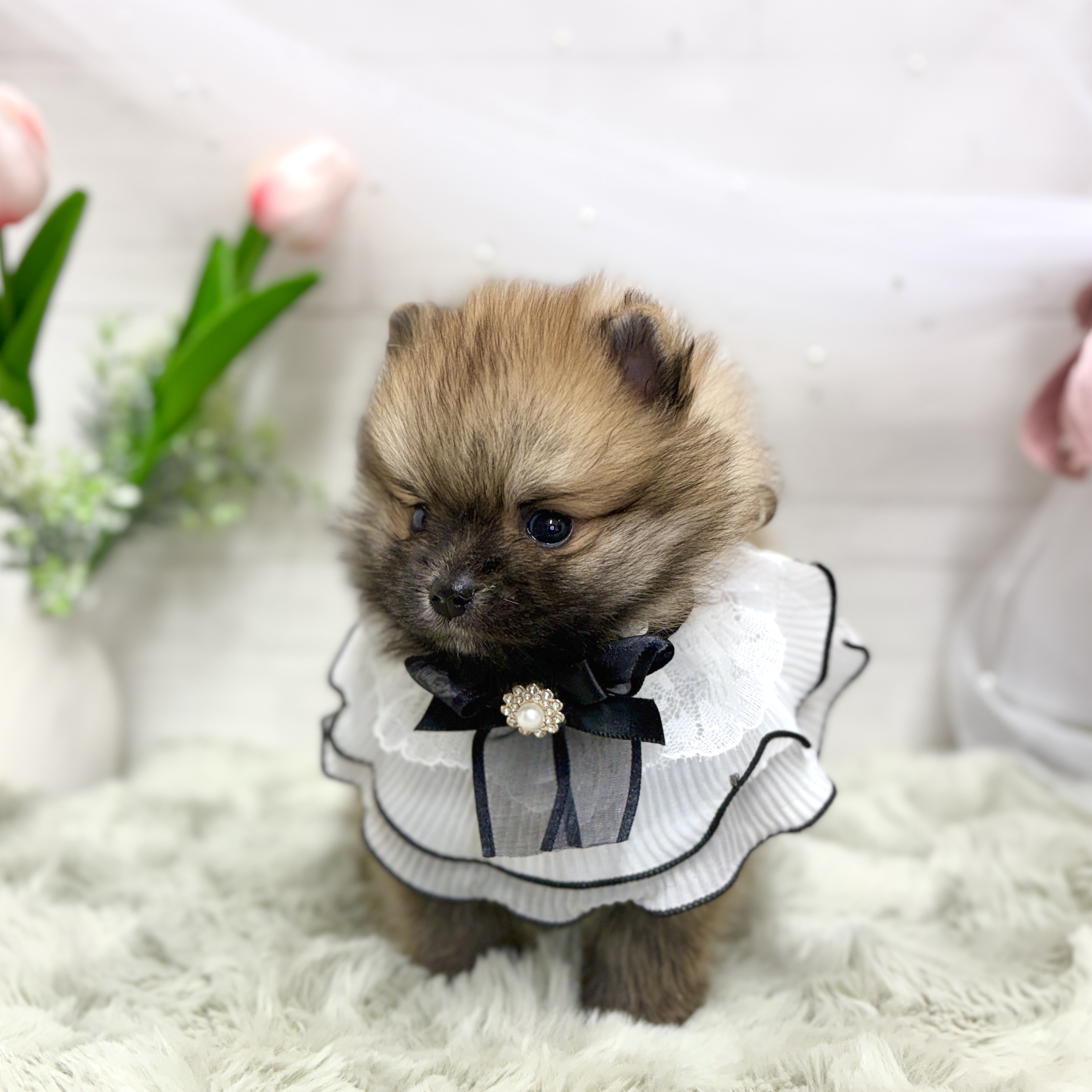 神奈川県のポメラニアン (犬の家＆猫の里相模原店/2026年4月14日生まれ/男の子/オレンジセーブル)の子犬の3枚目の画像