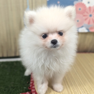 神奈川県のポメラニアン (犬の家＆猫の里小田原店/2026年4月10日生まれ/女の子/ホワイト)の子犬の1枚目の画像