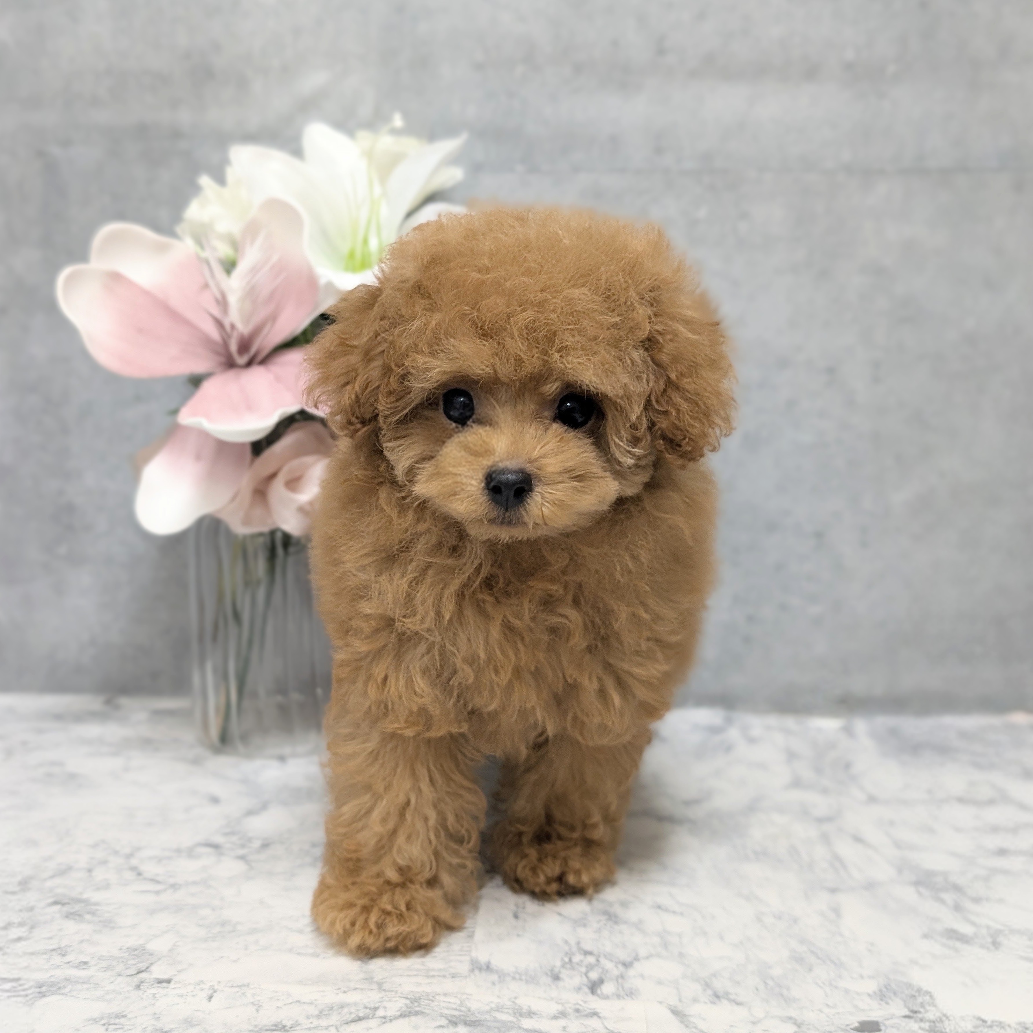 愛知県のトイプードル(トイ) (犬の家＆猫の里安城店/2026年4月14日生まれ/女の子/レッド)の子犬の1枚目の画像