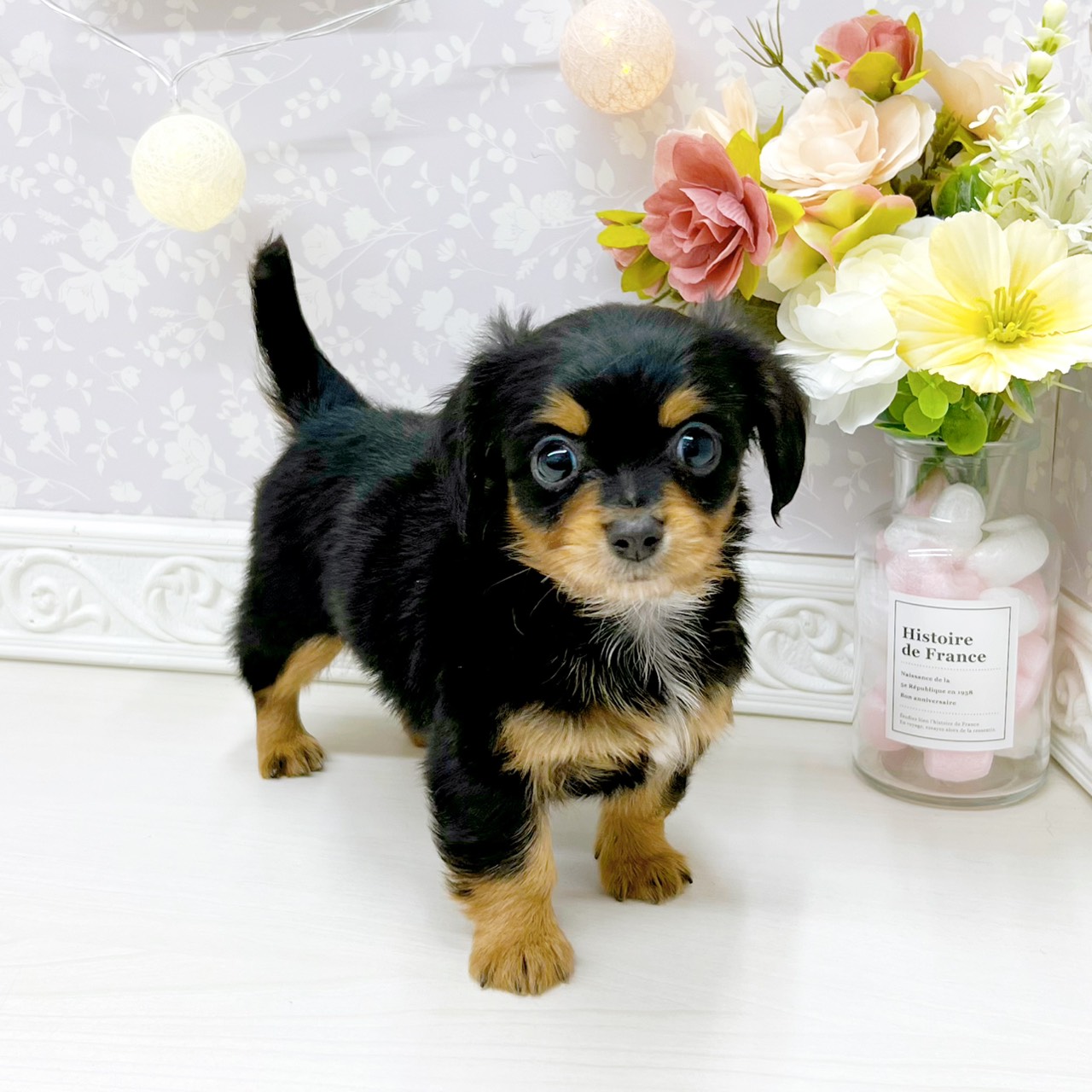 富山県のチワックス(チワワ×ダックス) (犬の家＆猫の里アミーゴ山室店/2026年4月12日生まれ/男の子/ブラックタン)の子犬の3枚目の画像