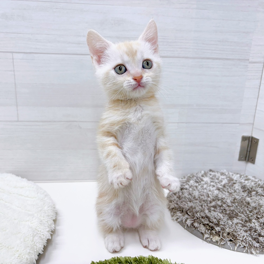 石川県のアメリカンショートヘアー (犬の家＆猫の里アミーゴ金沢おこばた店/2026年4月14日生まれ/男の子/レッドタビー)の子猫の3枚目の画像