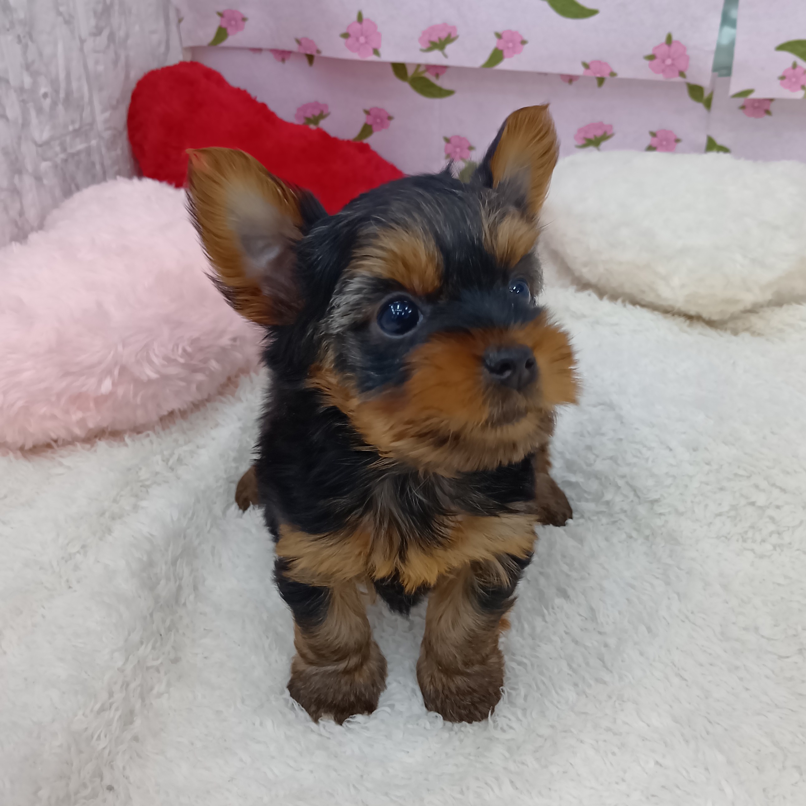 愛知県のヨークシャーテリア (犬の家＆猫の里エアポートウォーク店/2026年4月13日生まれ/女の子/スチールブルータン)の子犬の3枚目の画像