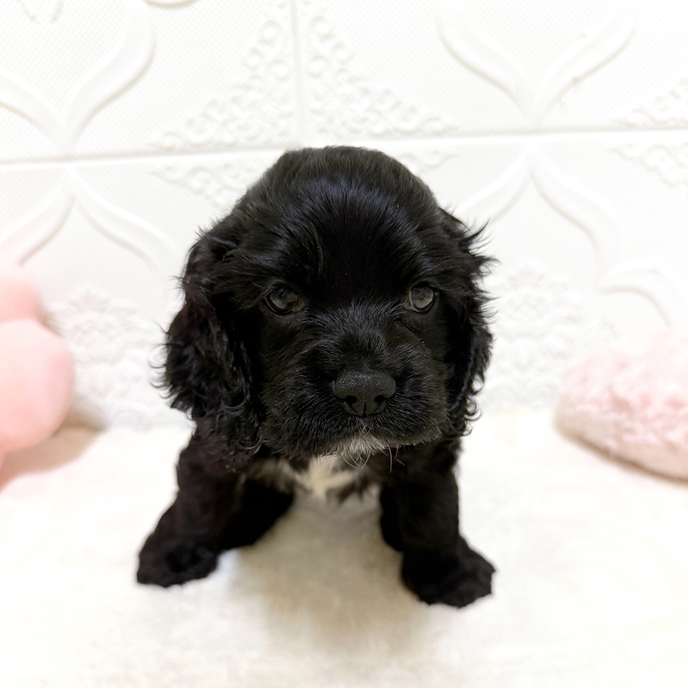 アメリカンコッカースパニエル(ブラック(黒)系)の子犬を価格や特徴で