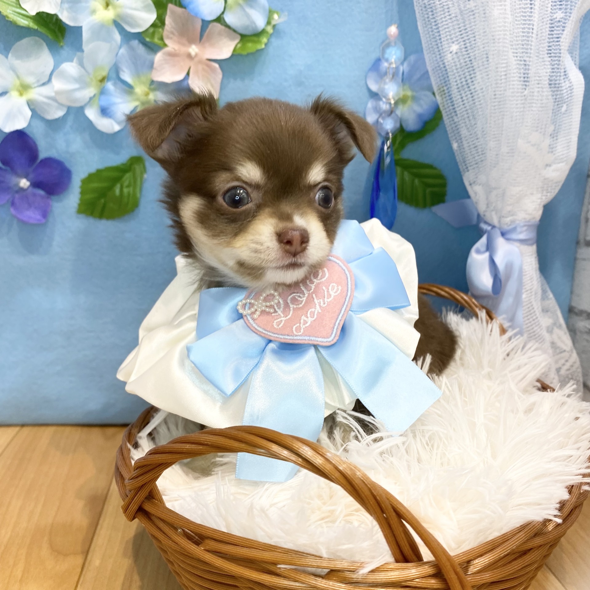 長野県のチワワ(ロング) (犬の家＆猫の里カインズ梓川店/2026年4月14日生まれ/男の子/チョコレートタン)の子犬の3枚目の画像