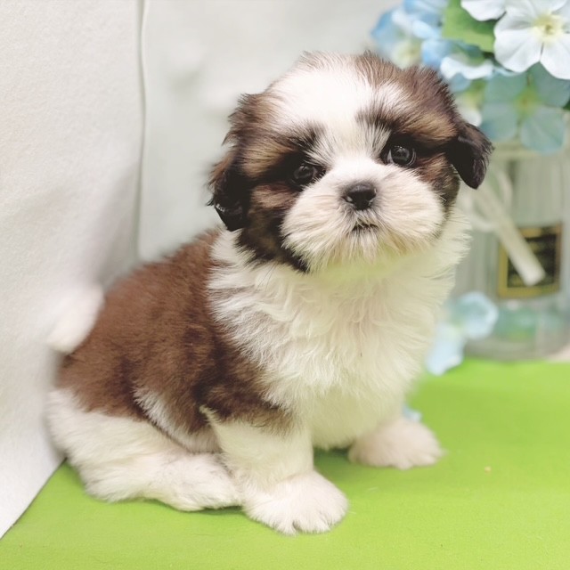 静岡県のシーズー (犬の家＆猫の里藤枝店/2026年4月14日生まれ/女の子/ホワイトゴールド)の子犬の3枚目の画像