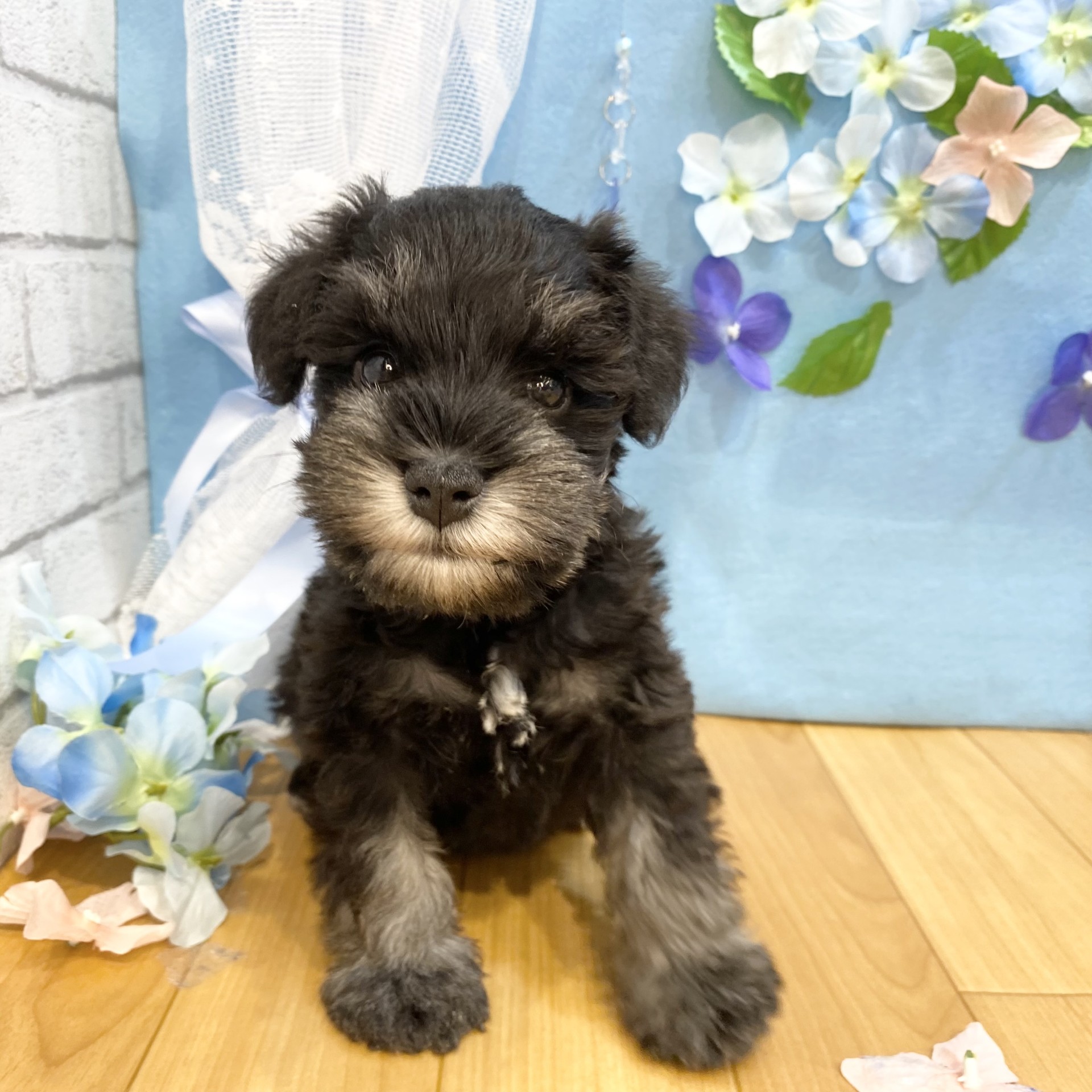 長野県のミニチュアシュナウザー (犬の家＆猫の里カインズ梓川店/2026年4月14日生まれ/男の子/ブラックシルバー)の子犬の3枚目の画像