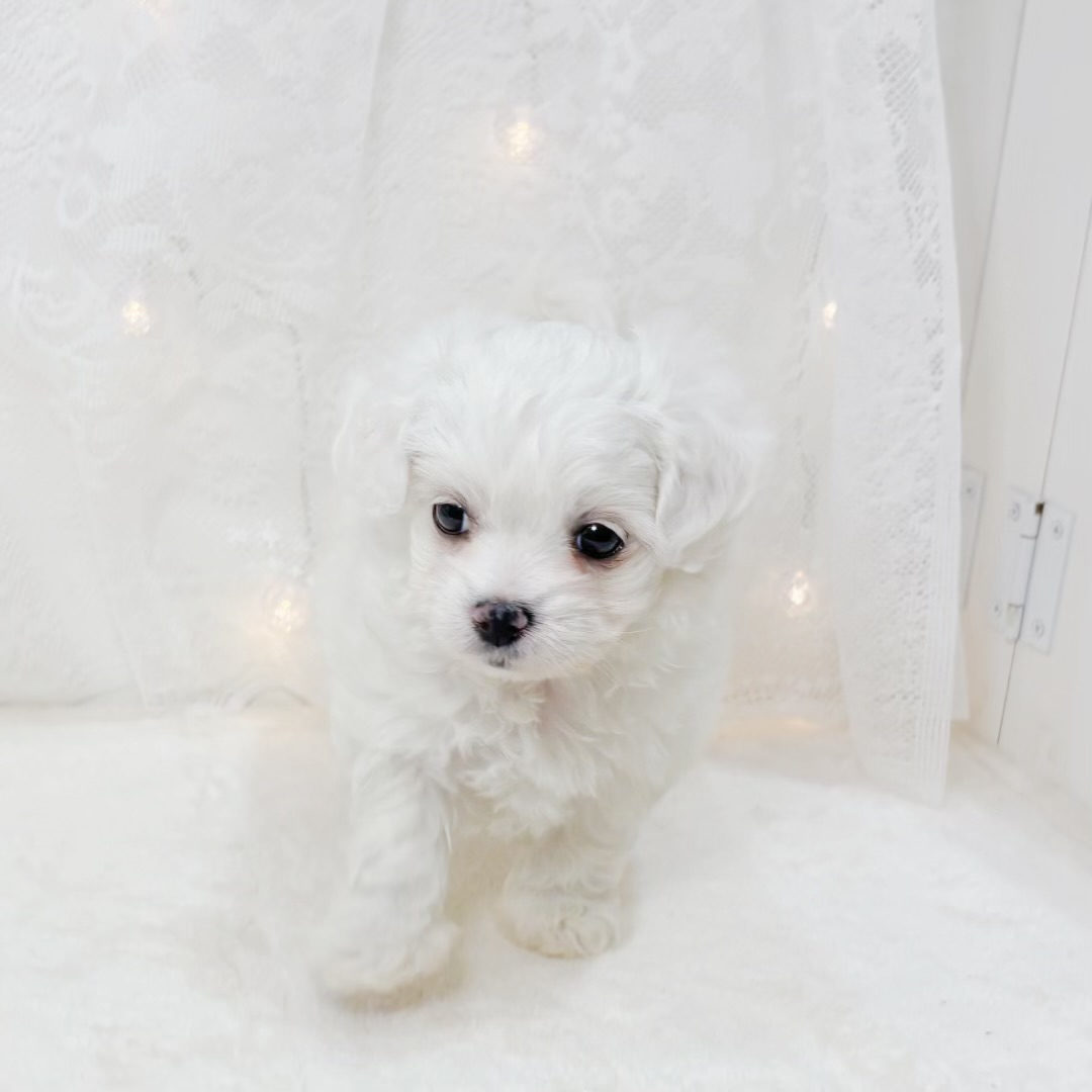 千葉県のハーフ犬・ミックス犬 (犬の家＆猫の里BIGHOPガーデンモール印西店/2026年4月13日生まれ/女の子/ホワイト)の子犬の3枚目の画像