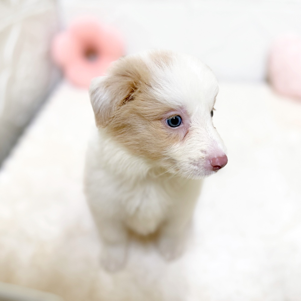 愛知県のボーダーコリー (犬の家＆猫の里岡崎店/2026年4月11日生まれ/女の子/イザベラホワイト)の子犬の3枚目の画像