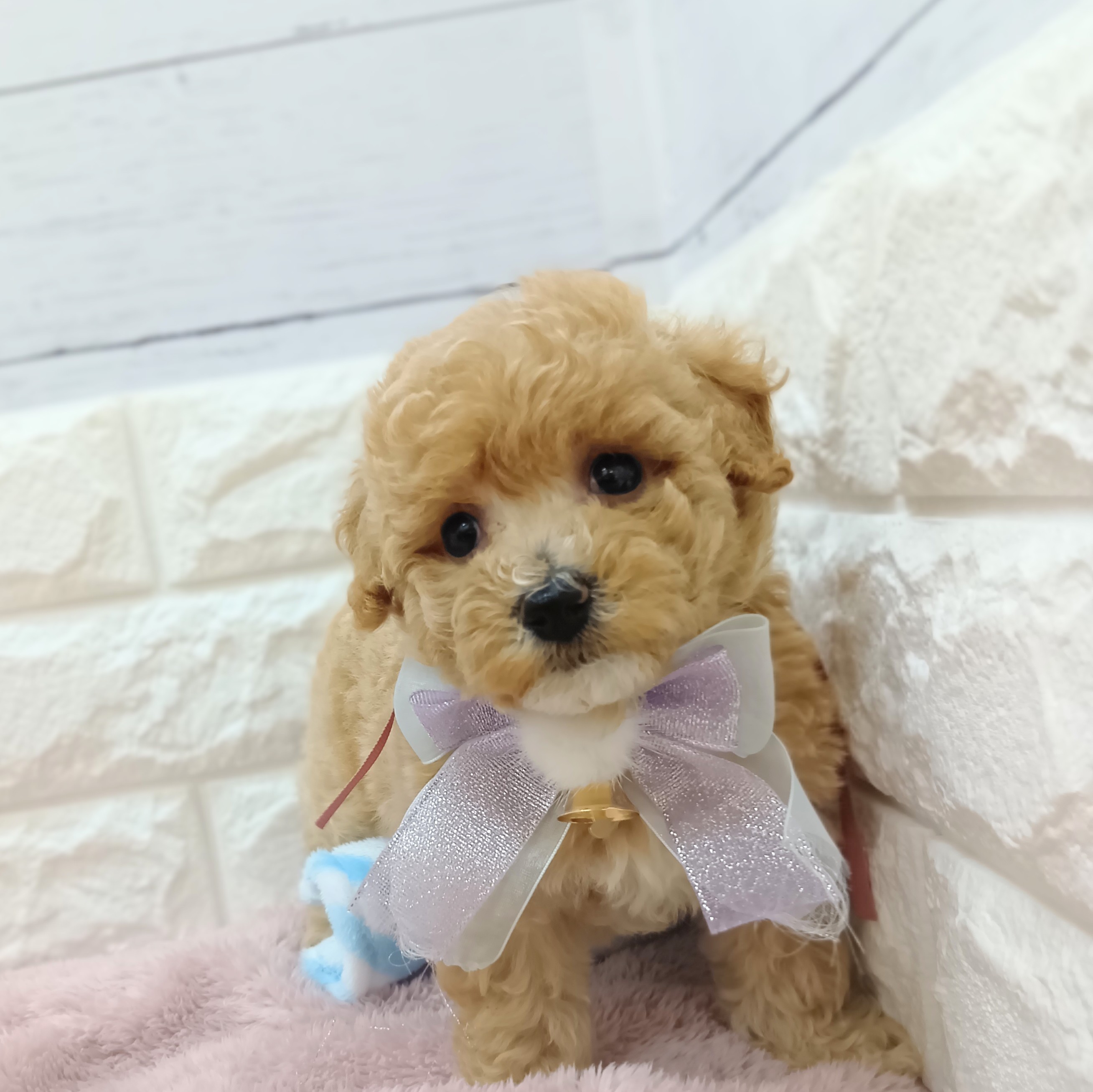 静岡県のビションプー(ビションフリーゼ×プードル) (犬の家＆猫の里アミーゴ浜松和田店/2026年4月12日生まれ/女の子/アプリコットホワイト)の子犬の3枚目の画像