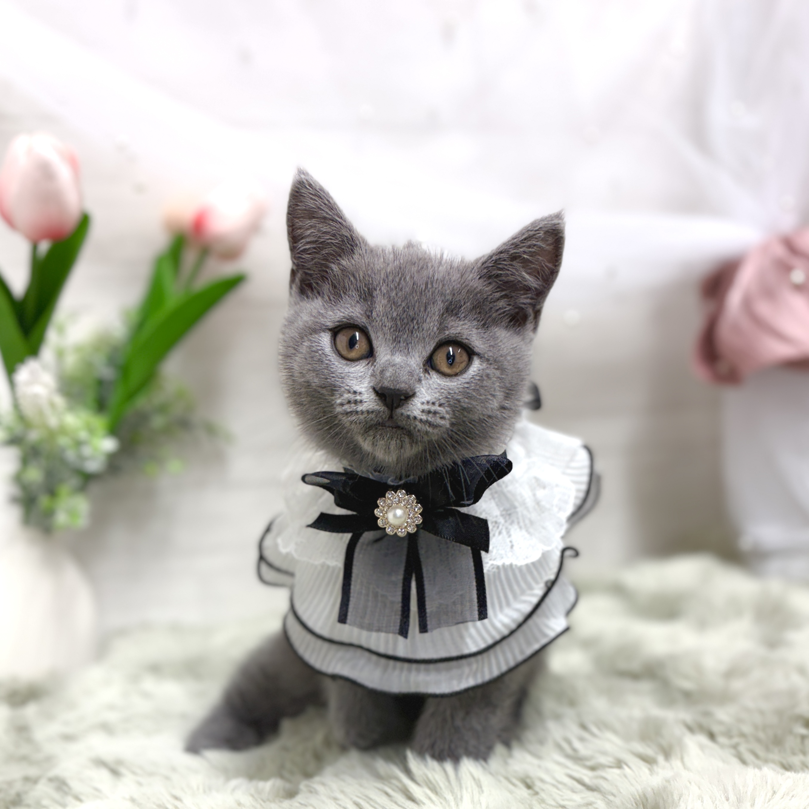 神奈川県のブリティッシュショートヘアー (犬の家＆猫の里相模原店/2026年4月9日生まれ/女の子/ブルー)の子猫の3枚目の画像