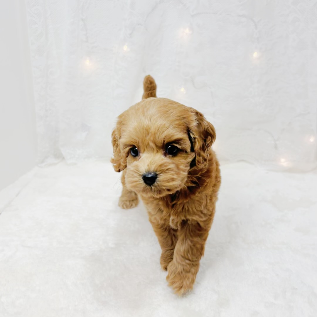 千葉県のコッカプー(アメリカンコッカースパニエル×プードル) (犬の家＆猫の里BIGHOPガーデンモール印西店/2026年4月12日生まれ/女の子/レッド)の子犬の3枚目の画像