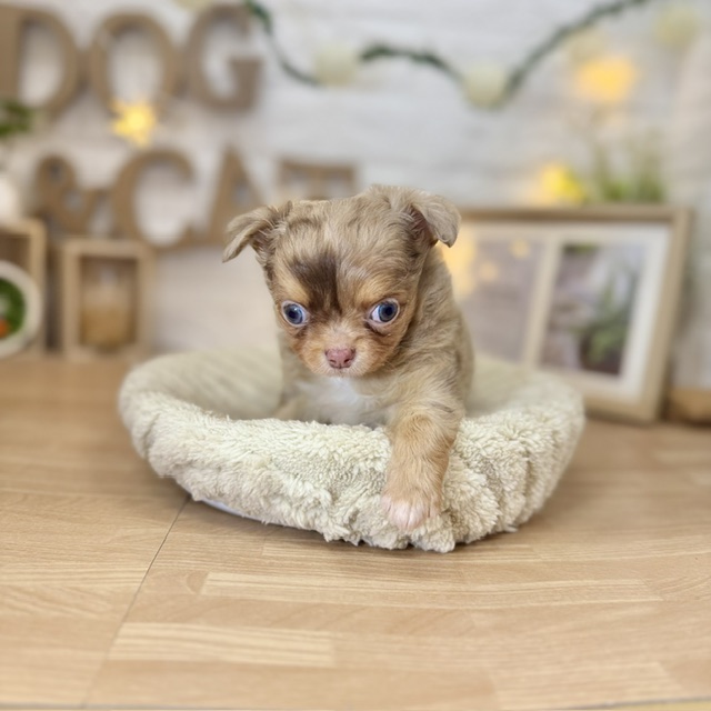 千葉県のチワワ(ロング) (犬の家＆猫の里ワンズモール稲毛店/2026年4月12日生まれ/男の子/チョコレートマール)の子犬の3枚目の画像